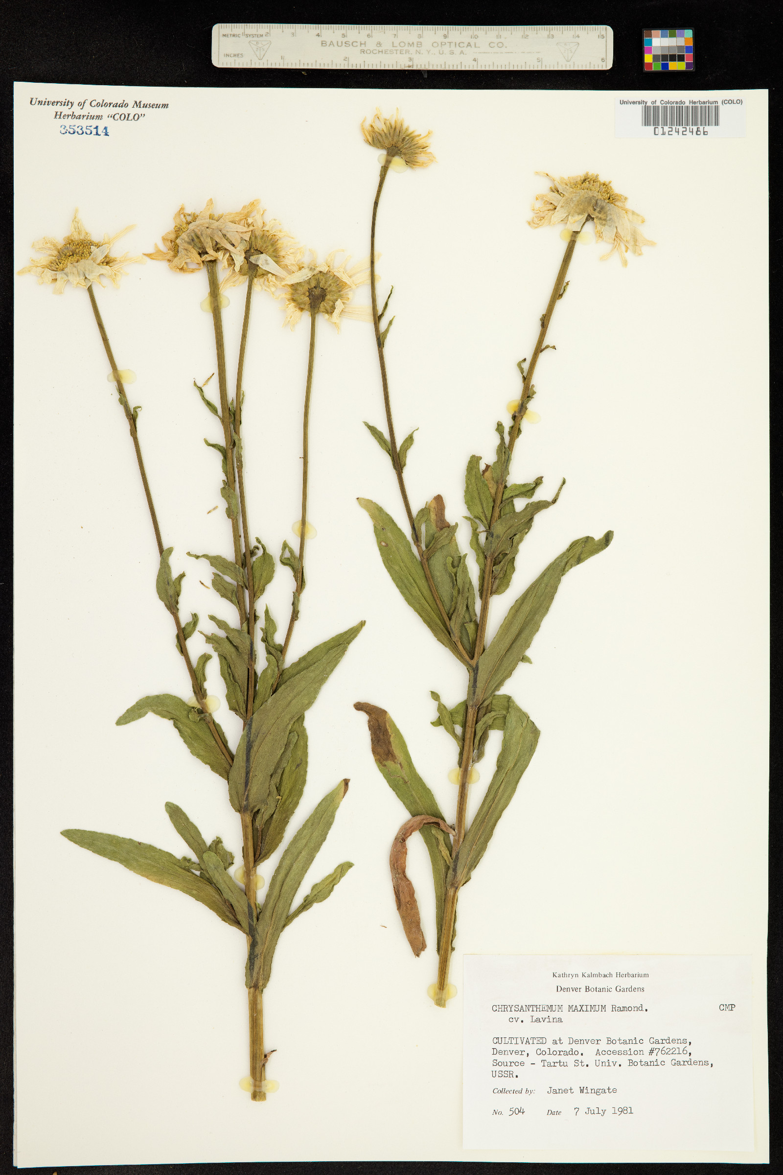 Chrysanthemum maximum image
