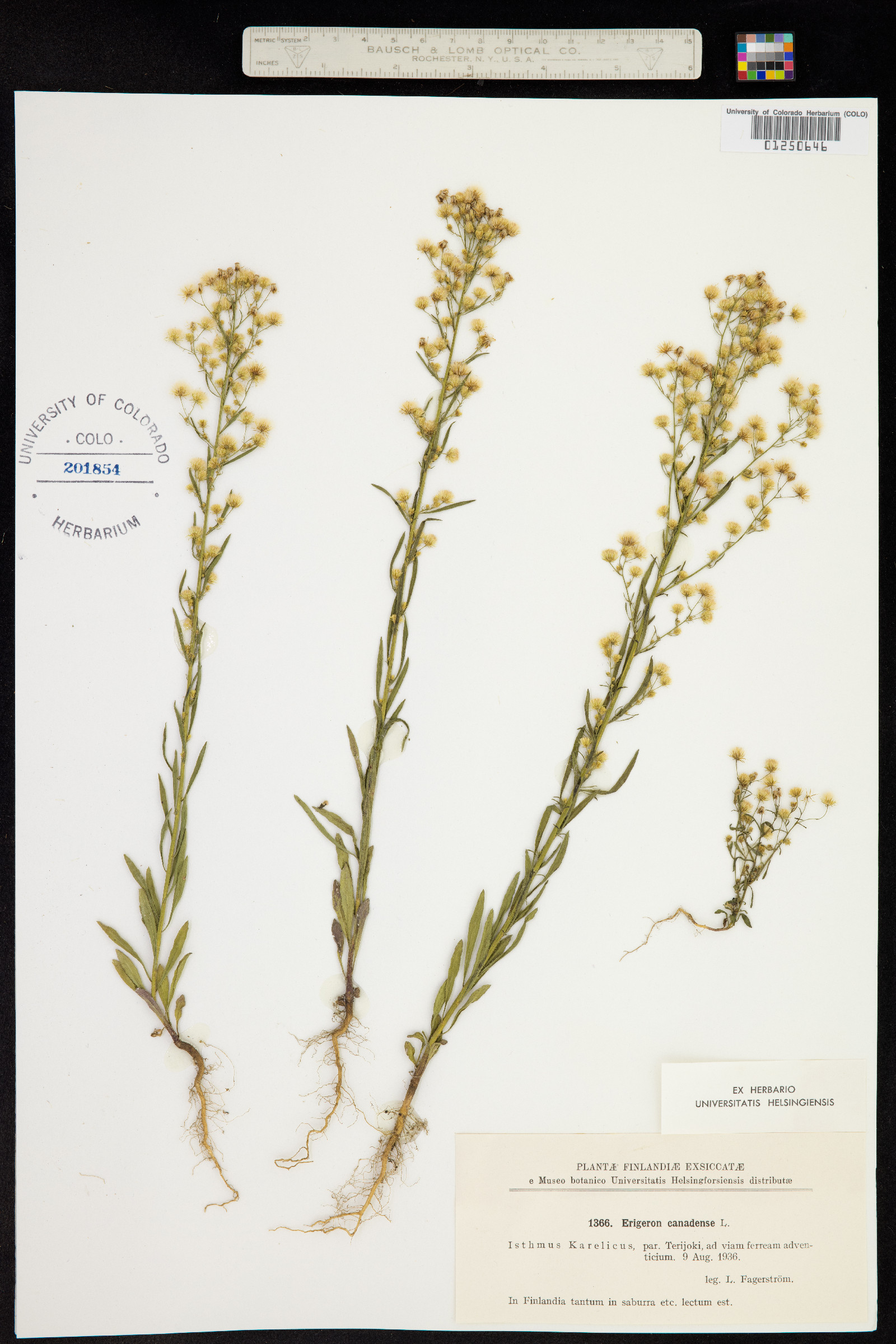 Conyza canadensis image