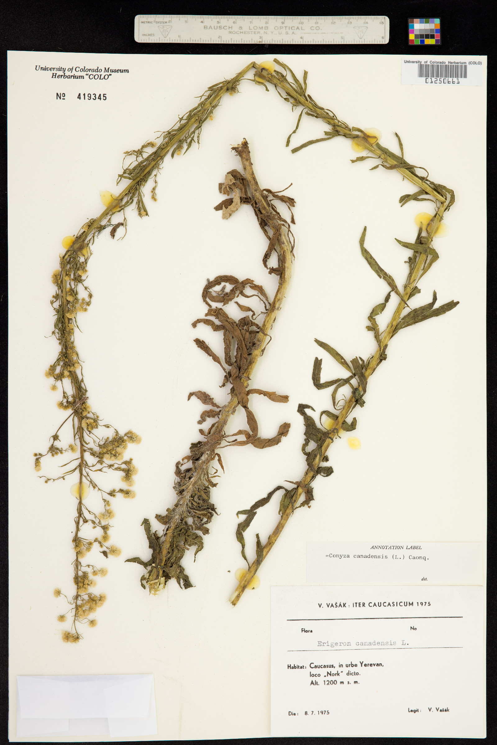Conyza canadensis image
