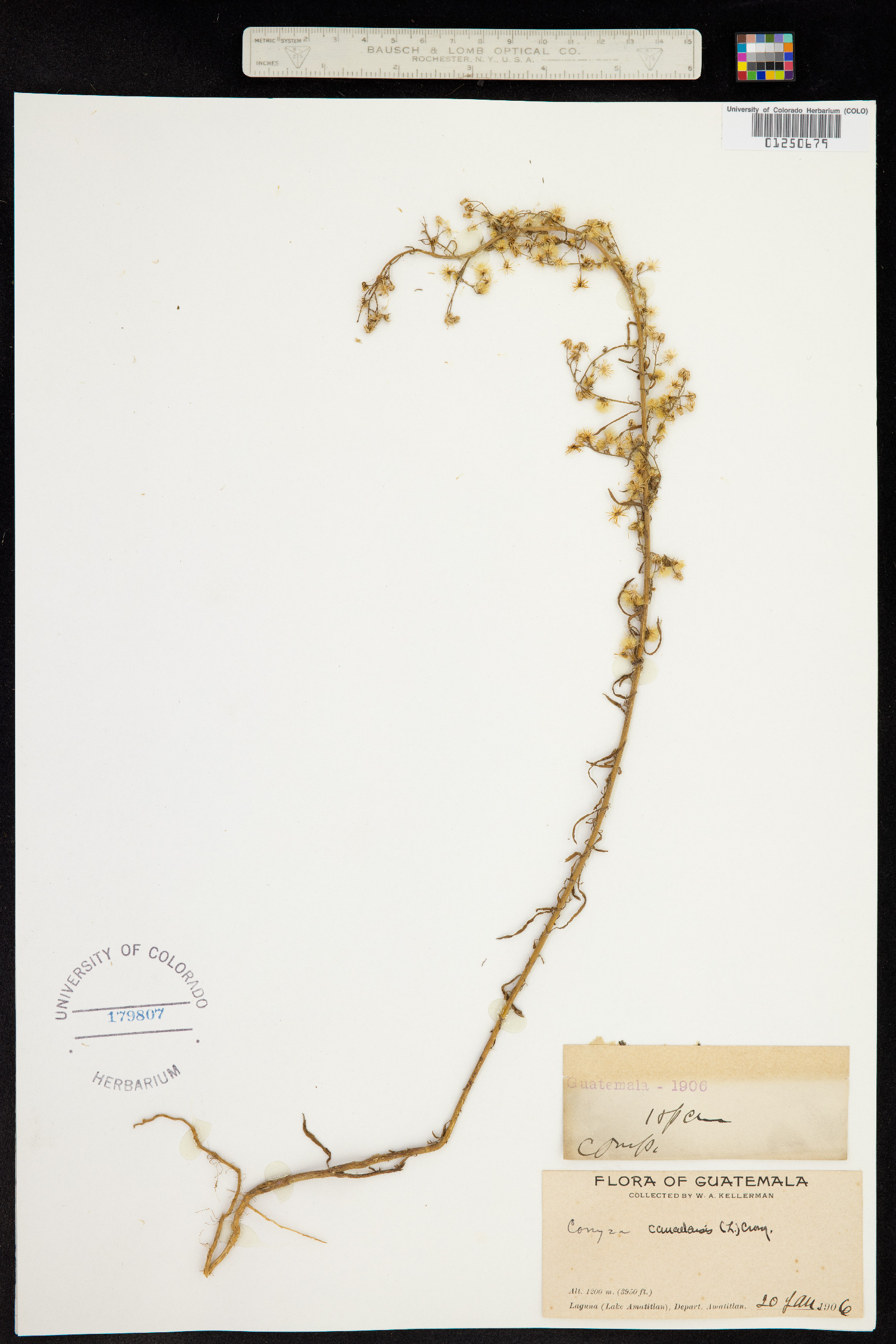 Conyza canadensis image