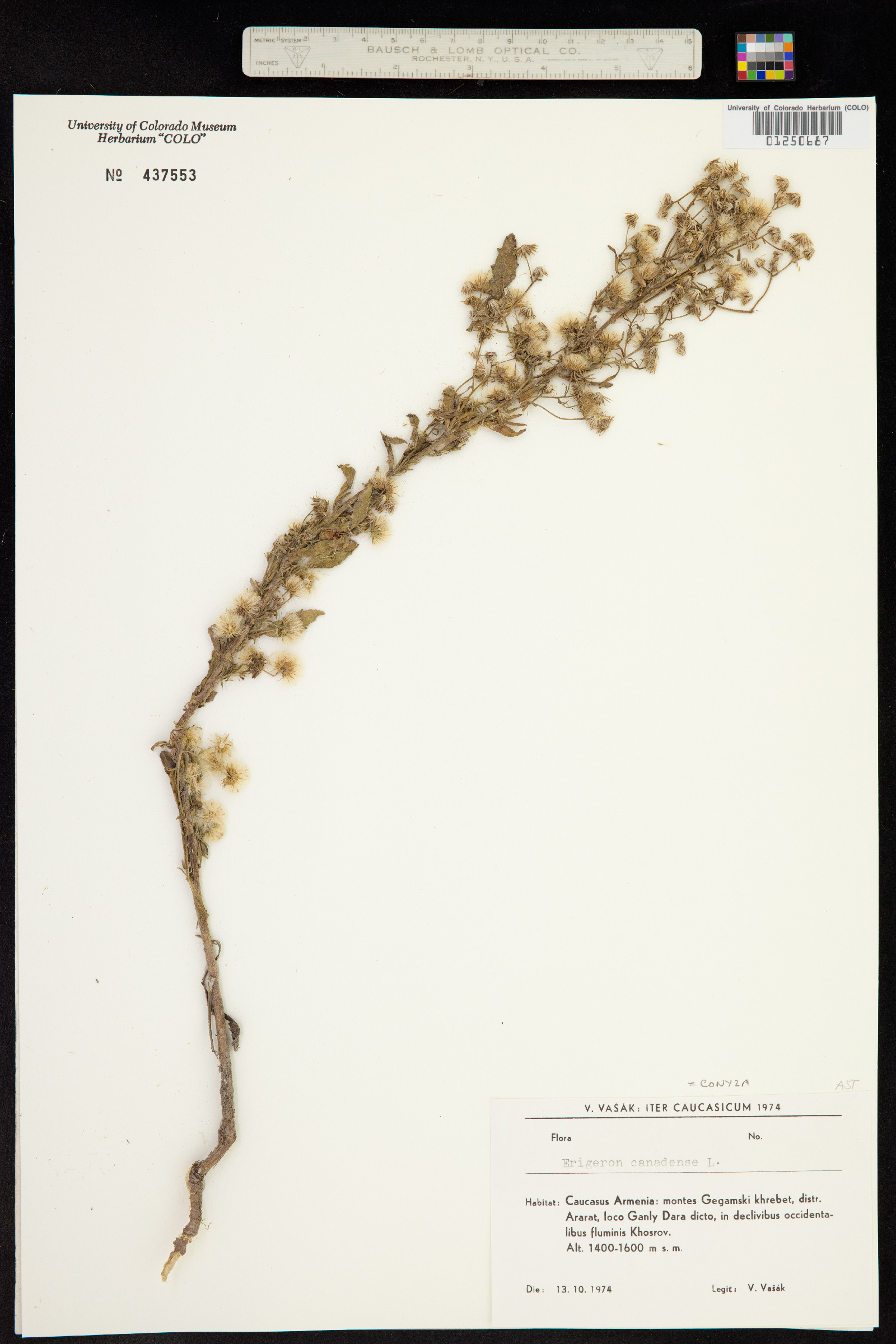 Conyza canadensis image