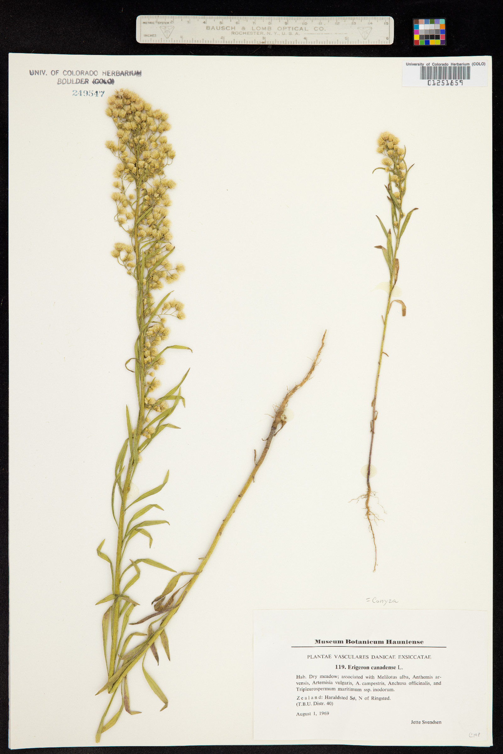 Conyza canadensis image