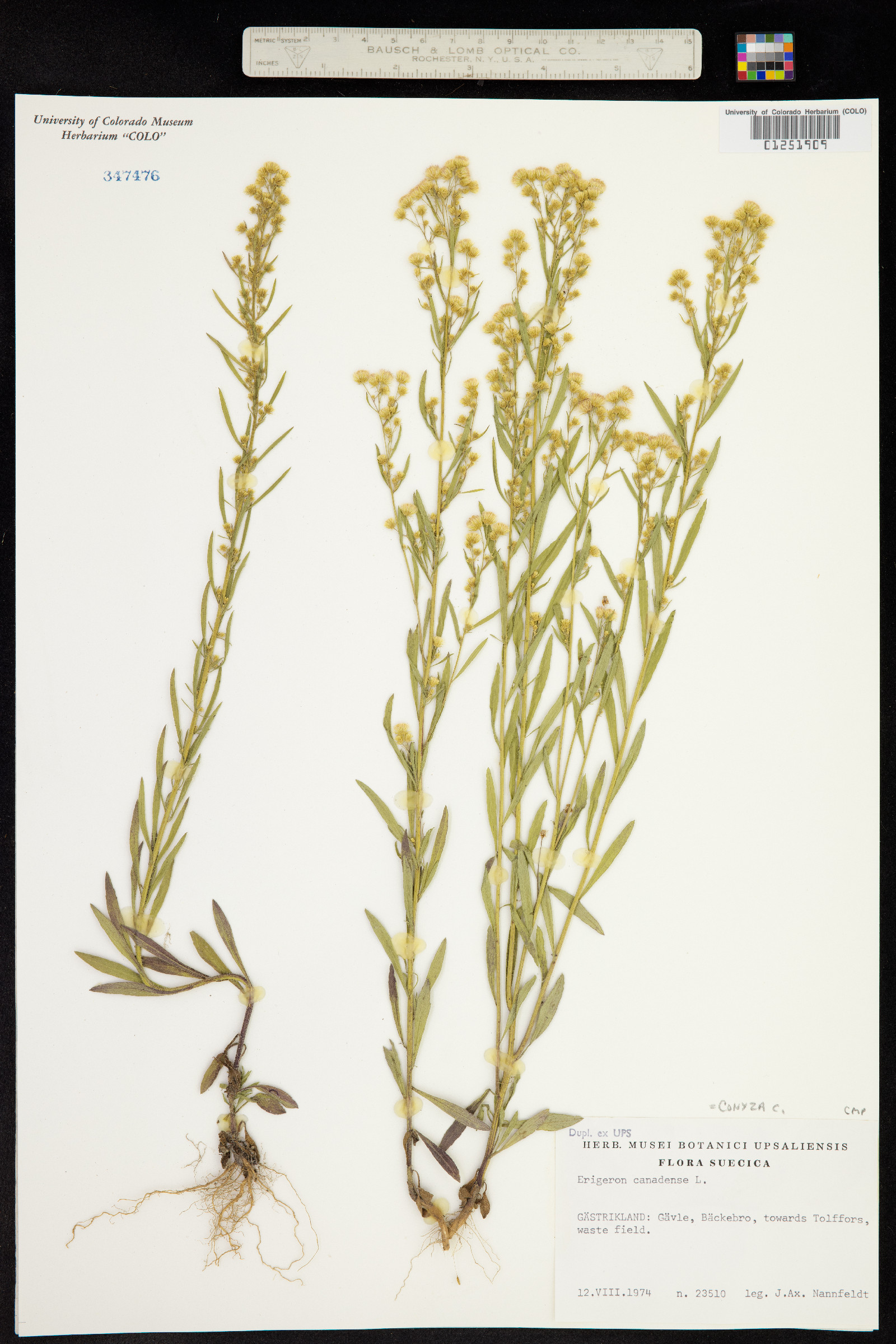 Conyza canadensis image