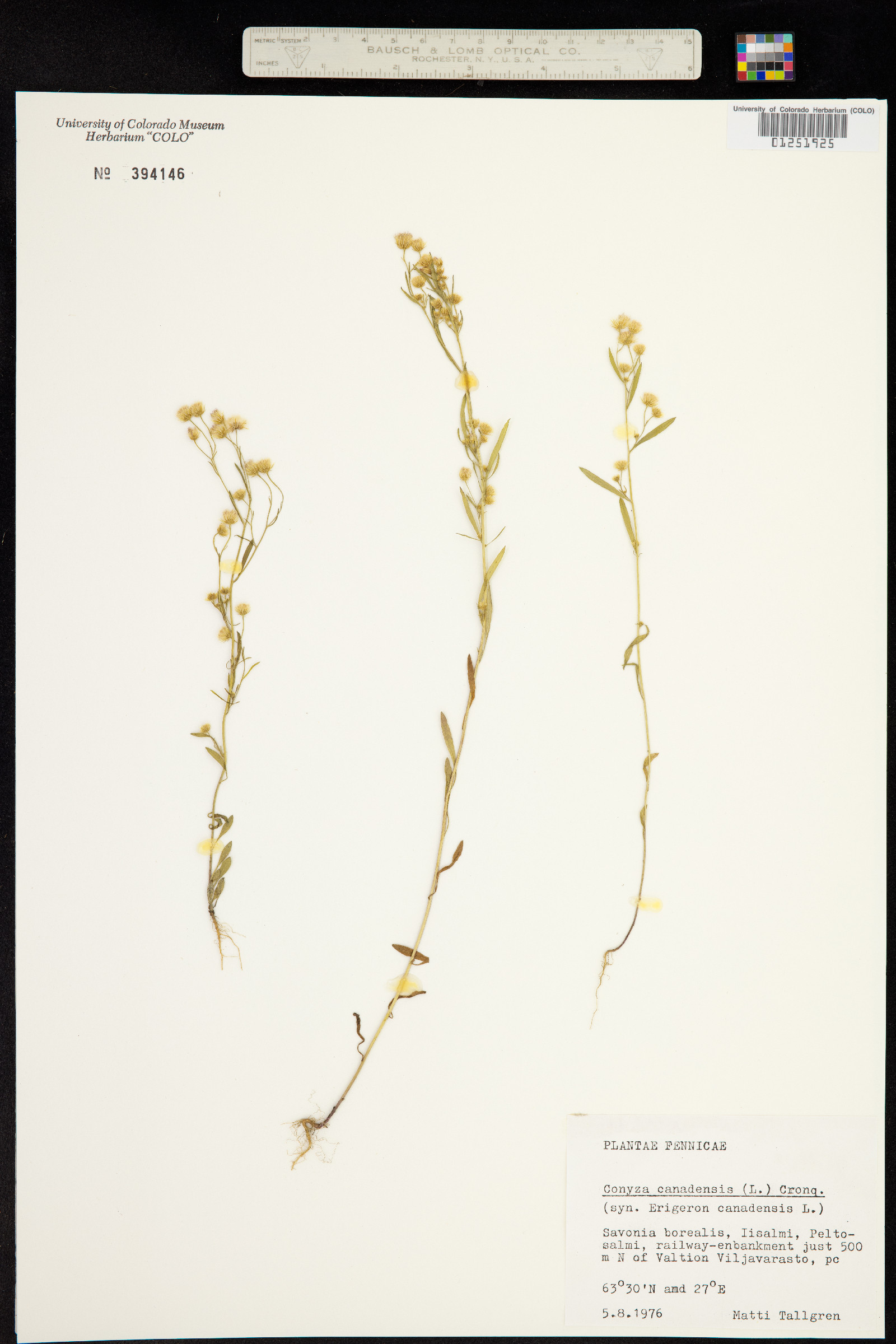 Conyza canadensis image