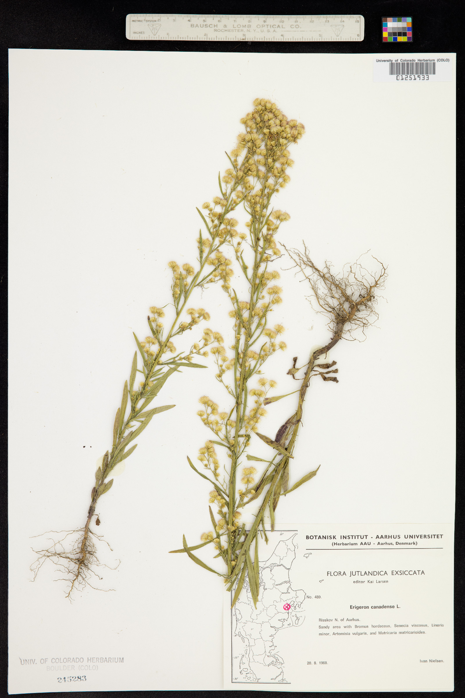 Conyza canadensis image