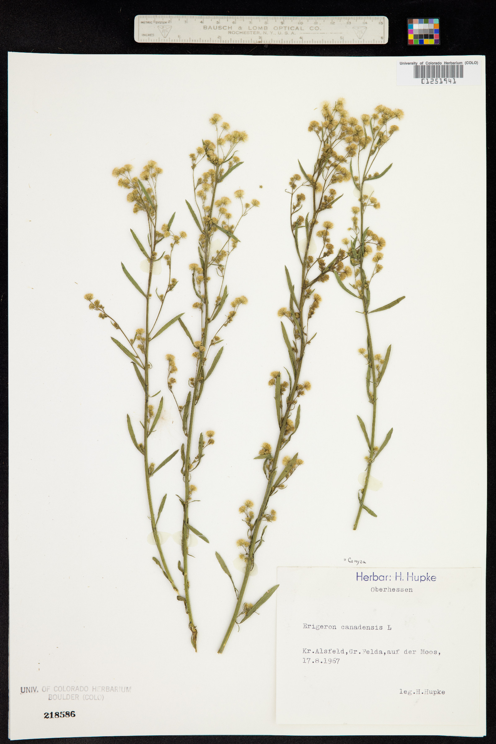 Conyza canadensis image