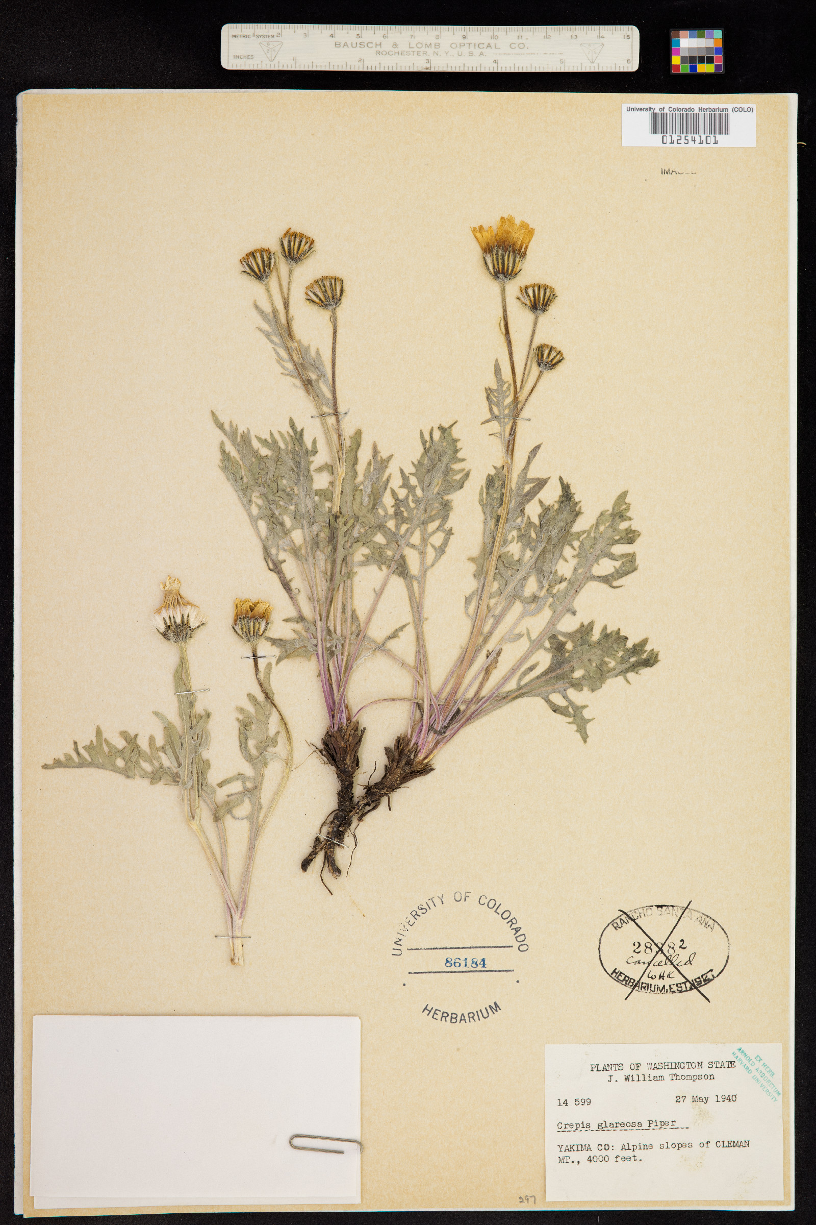 Crepis modocensis subsp. glareosa image