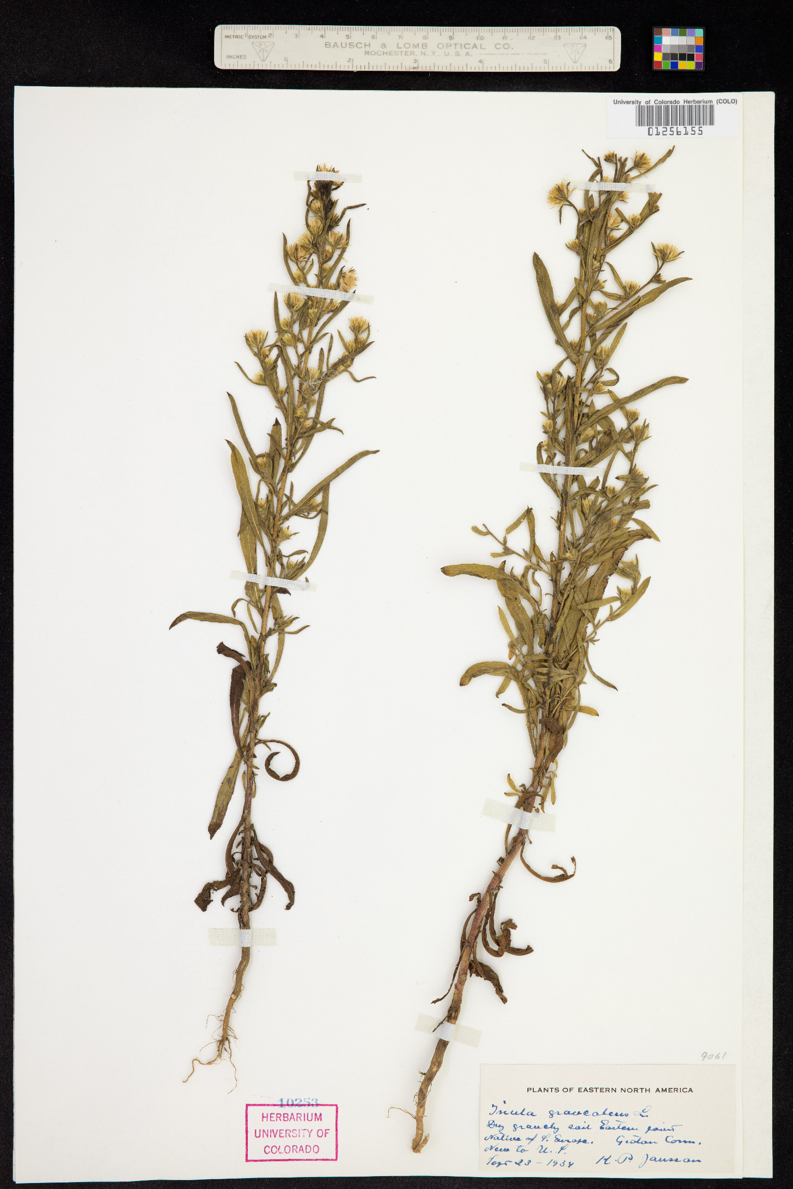 Dittrichia graveolens image