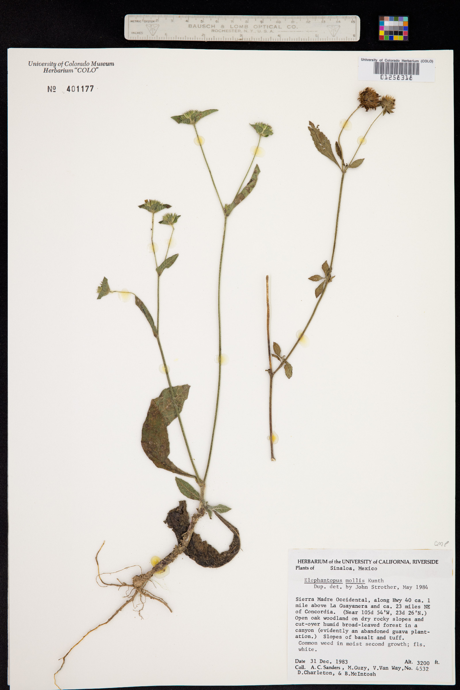 Elephantopus mollis image