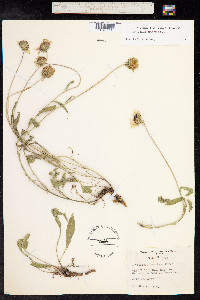 Gaillardia aristata image