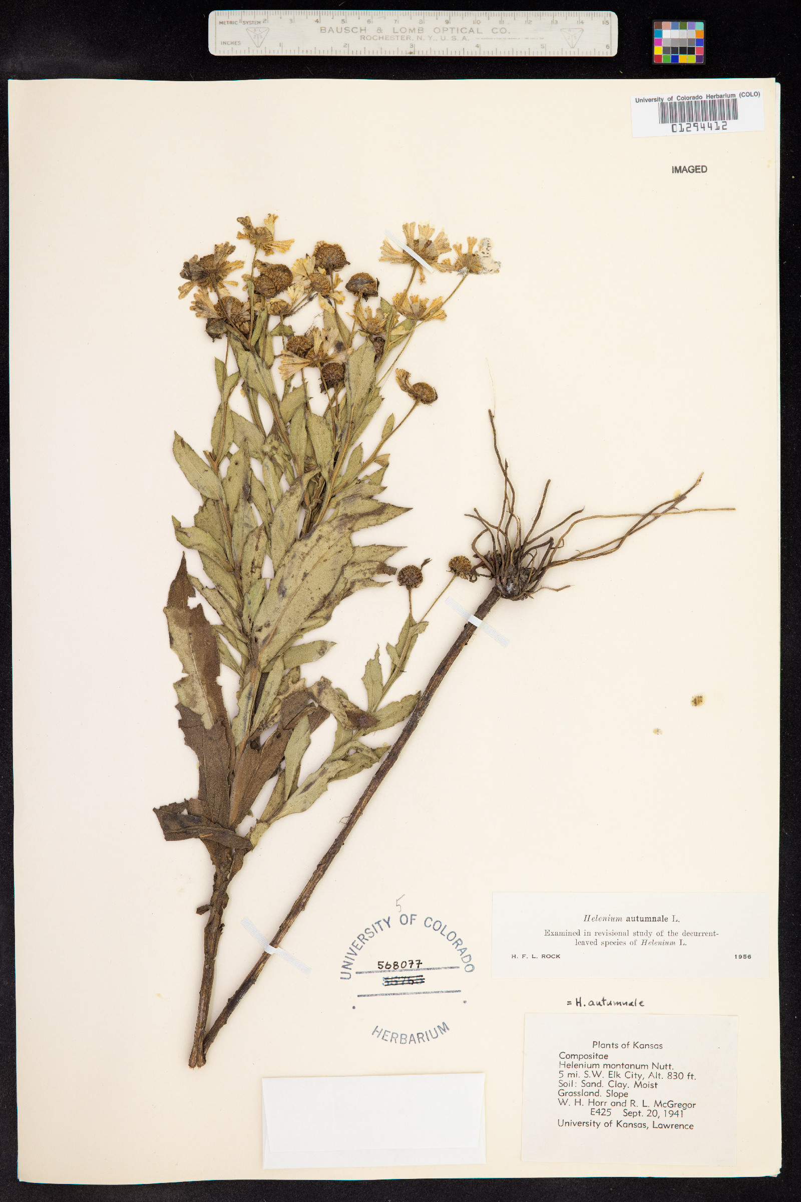 Helenium autumnale image