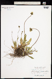 Image of Hieracium x floribundum