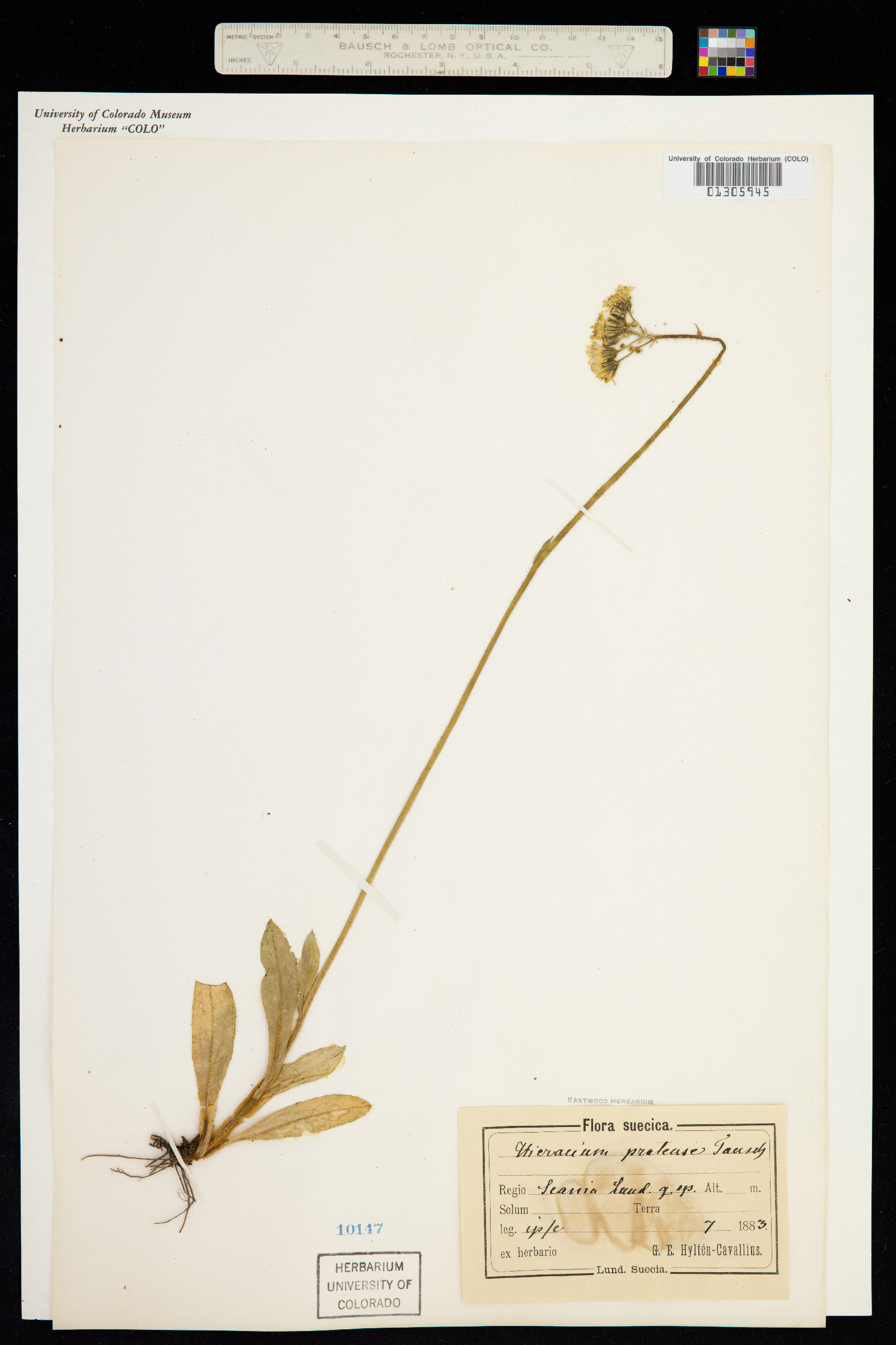 Hieracium caespitosum image