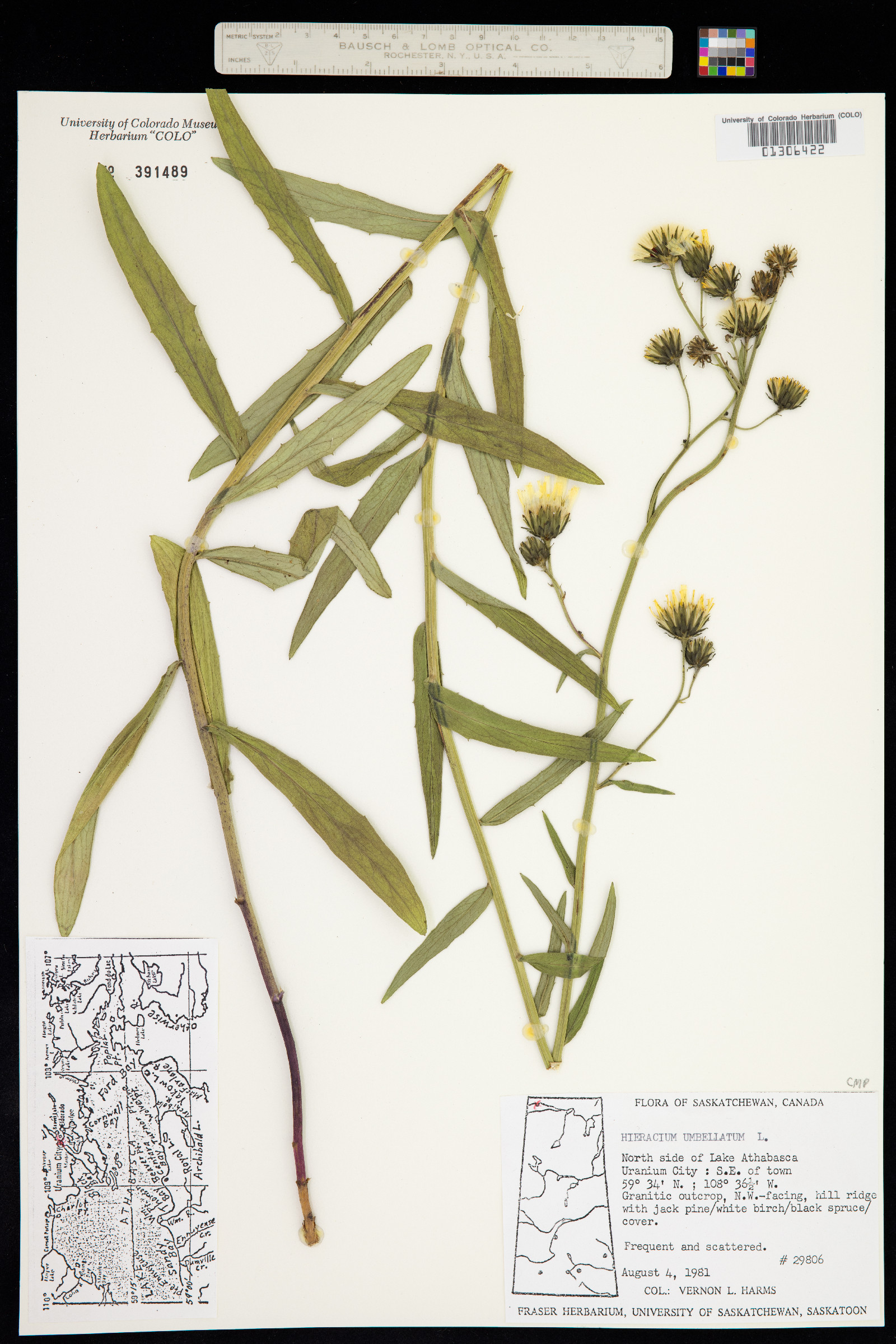 Hieracium umbellatum image