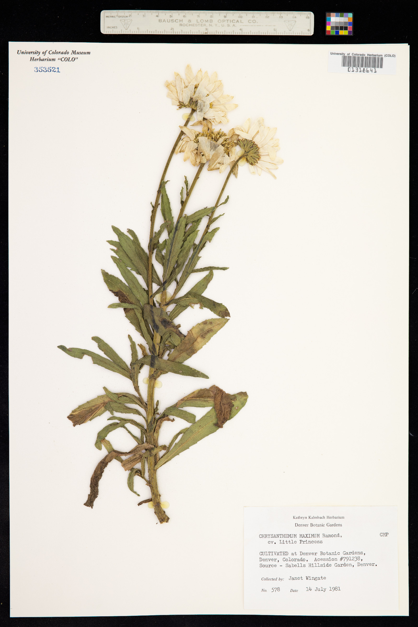 Leucanthemum image