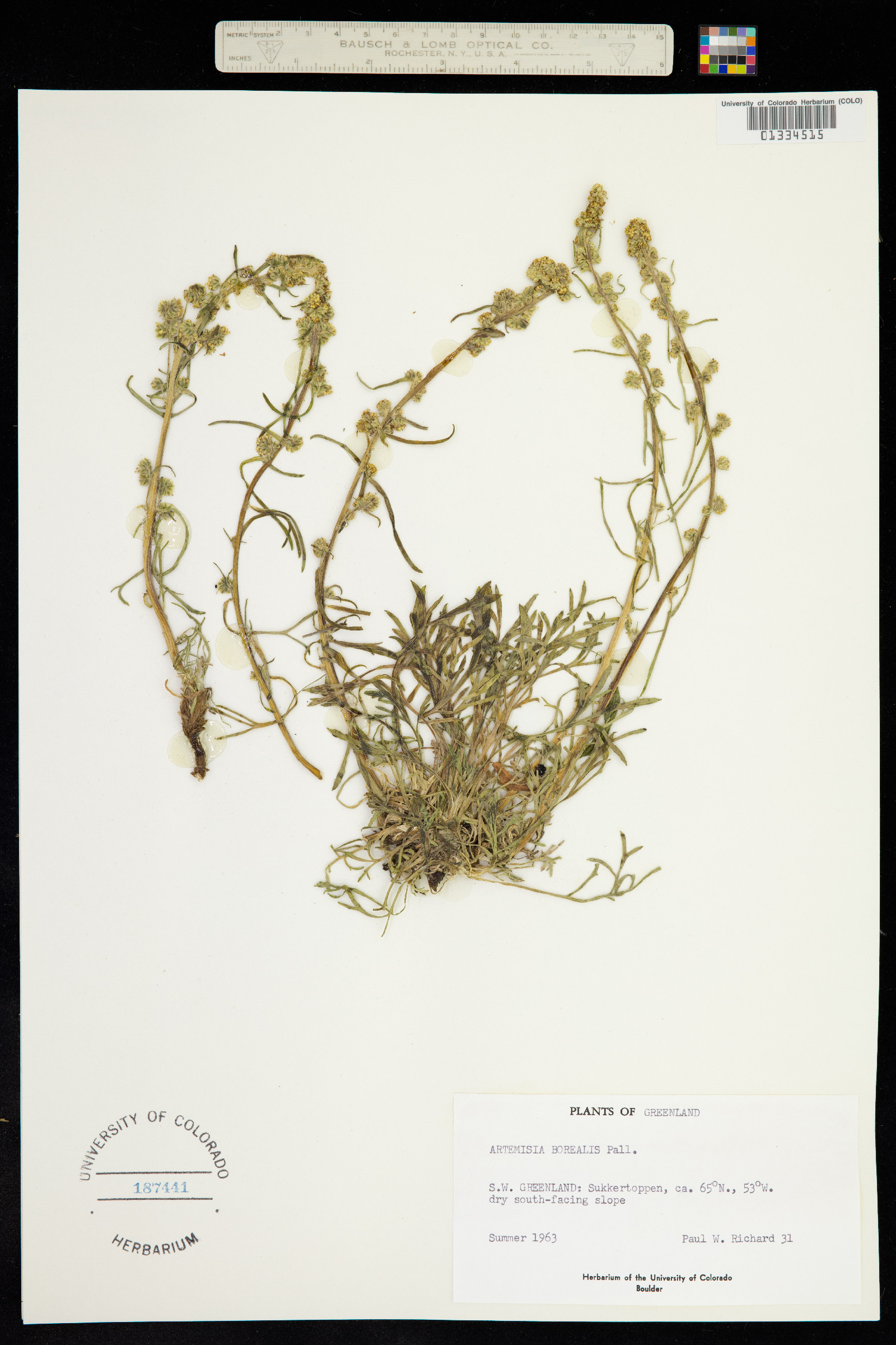 Oligosporus groenlandicus image