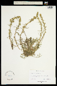 Oligosporus groenlandicus image