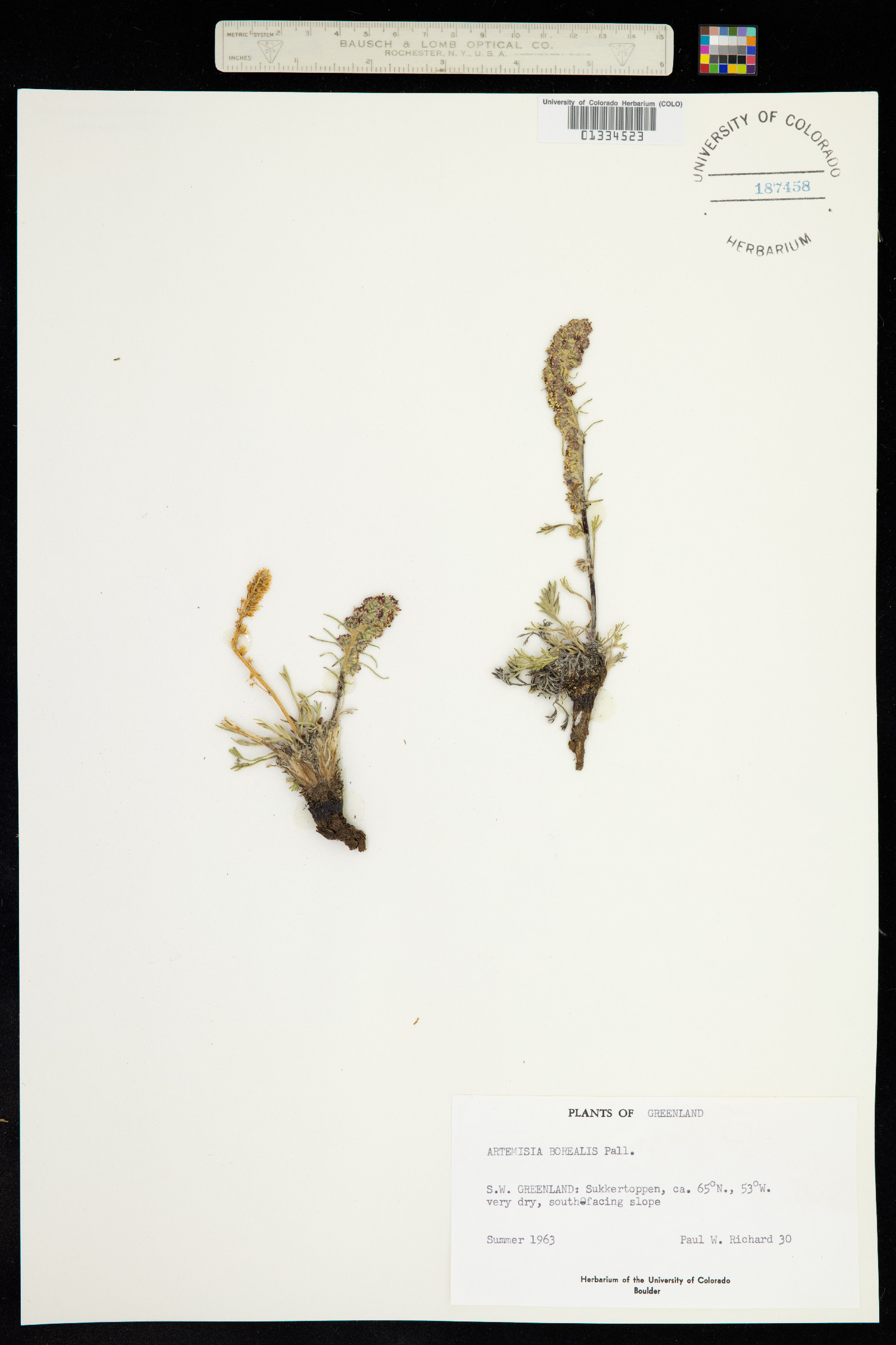 Oligosporus groenlandicus image