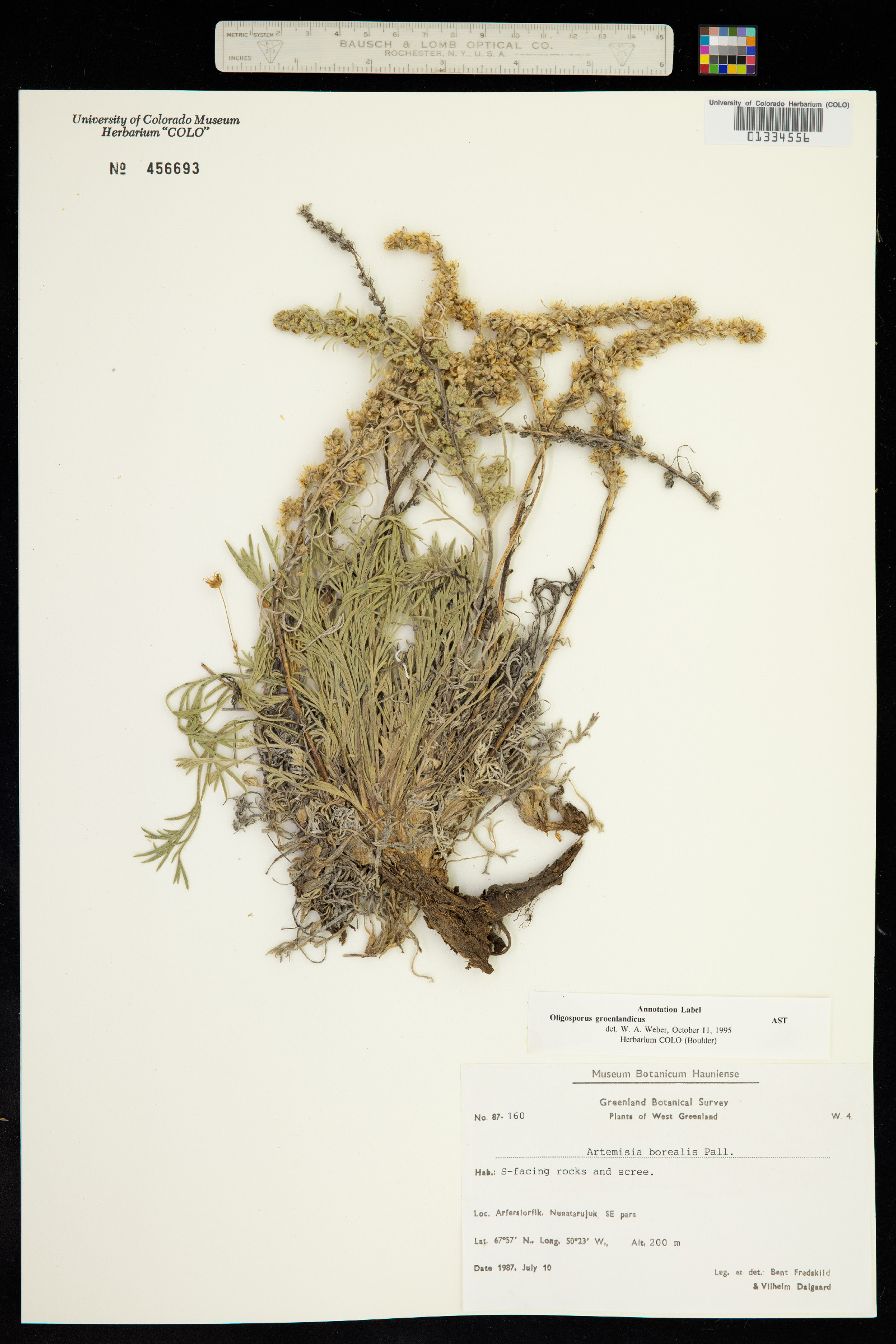 Oligosporus groenlandicus image