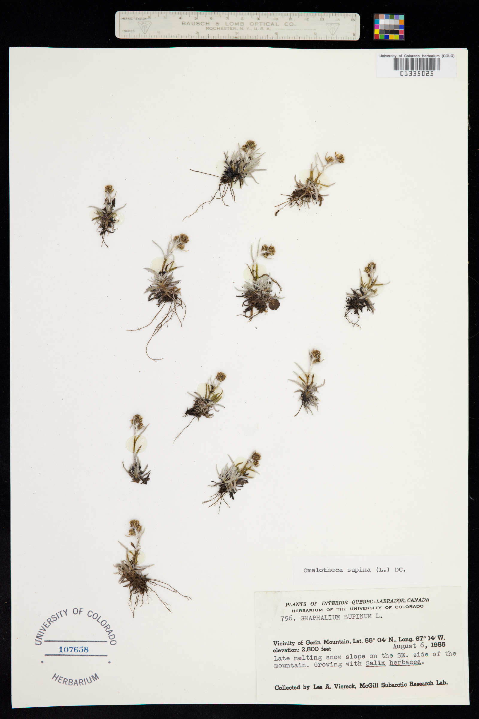 Omalotheca supina image