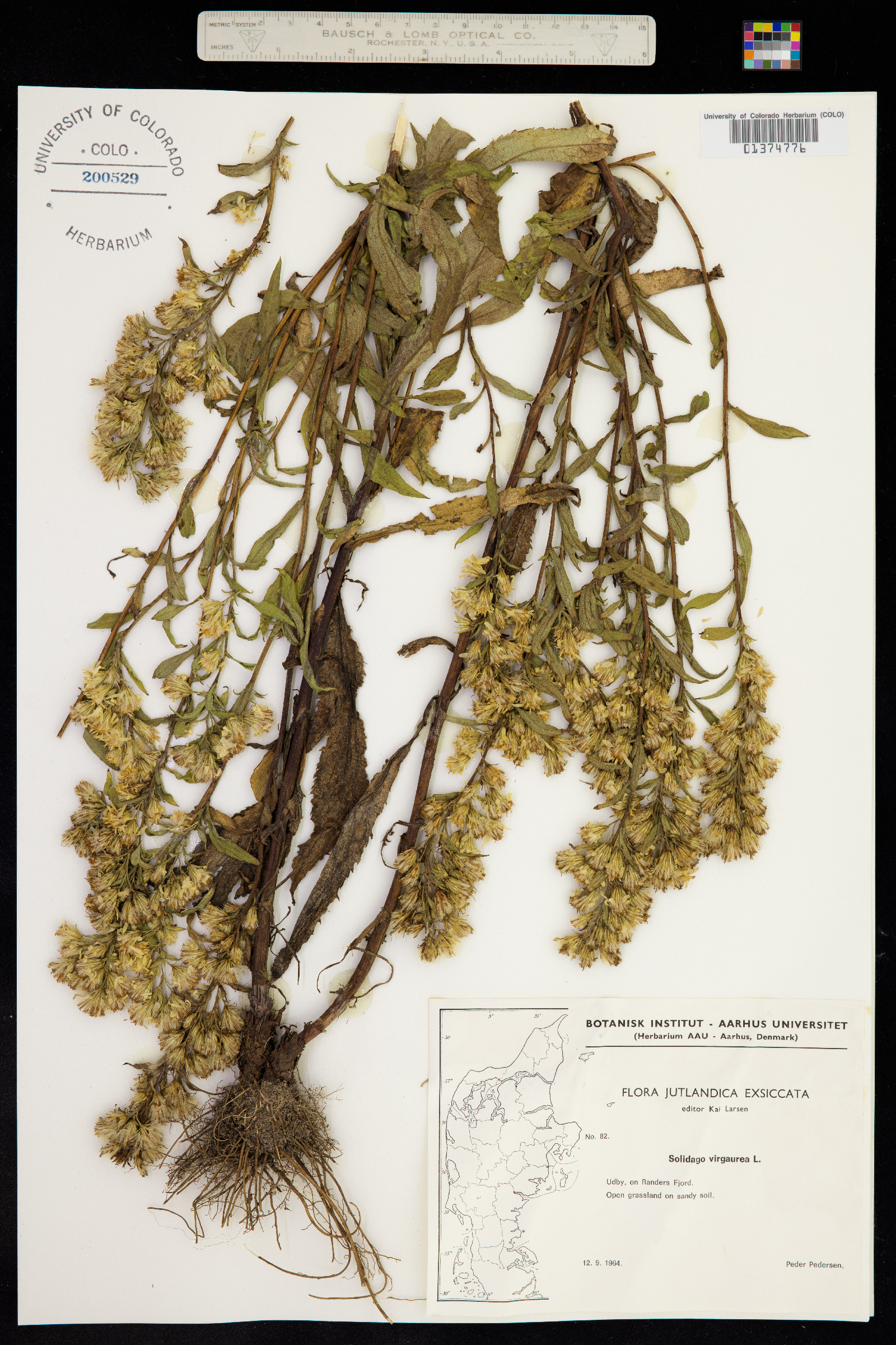 Solidago virgaurea image