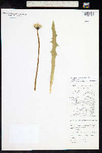 Taraxacum ceratophorum image