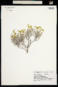 Image of Thymophylla setifolia