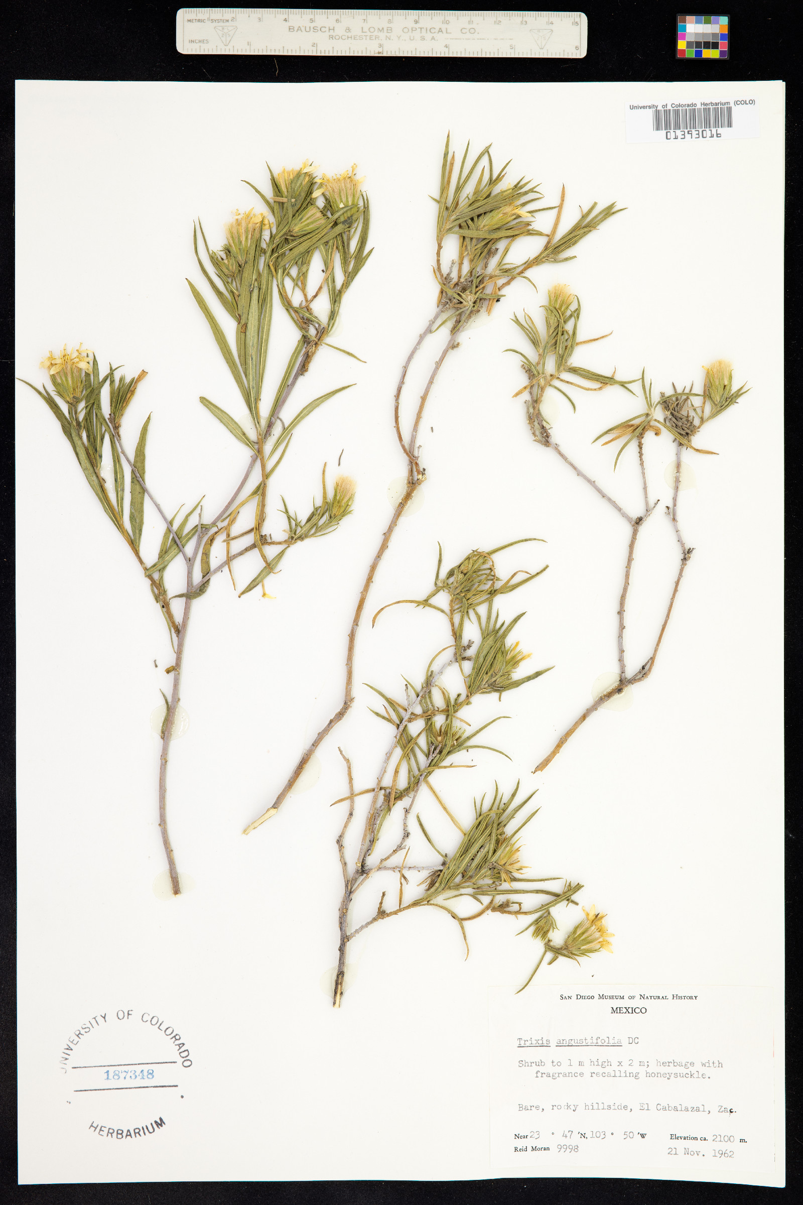 Trixis angustifolia image