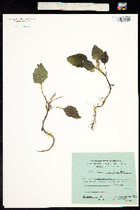 Xanthium strumarium subsp. sibiricum image