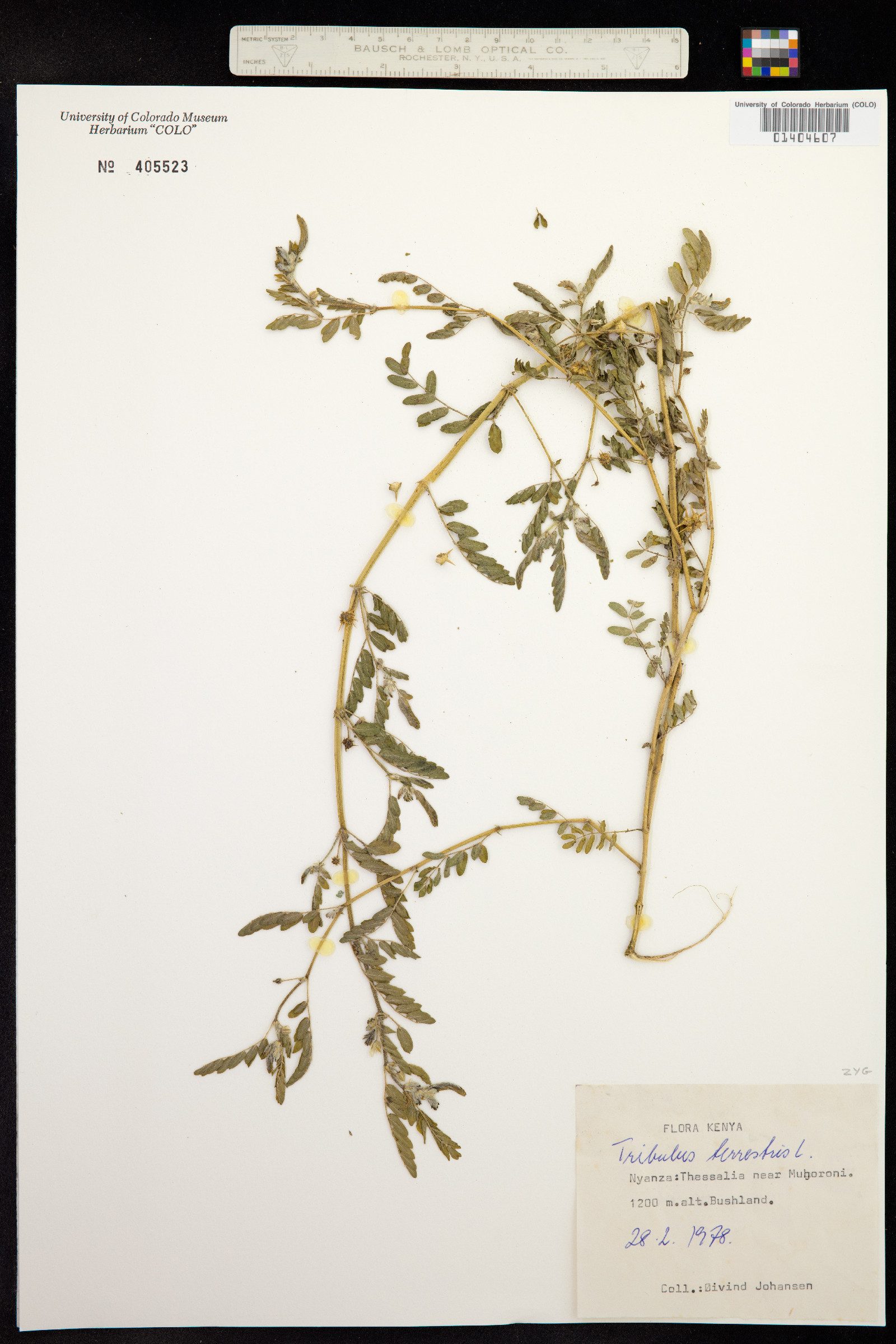Tribulus terrestris image