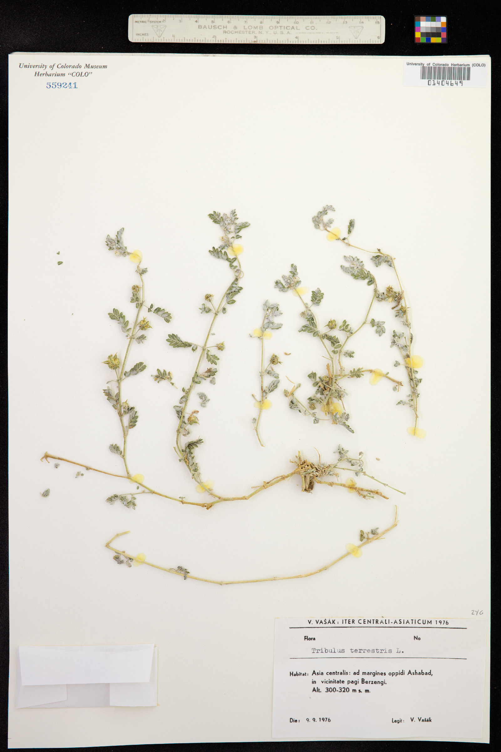 Tribulus cistoides image
