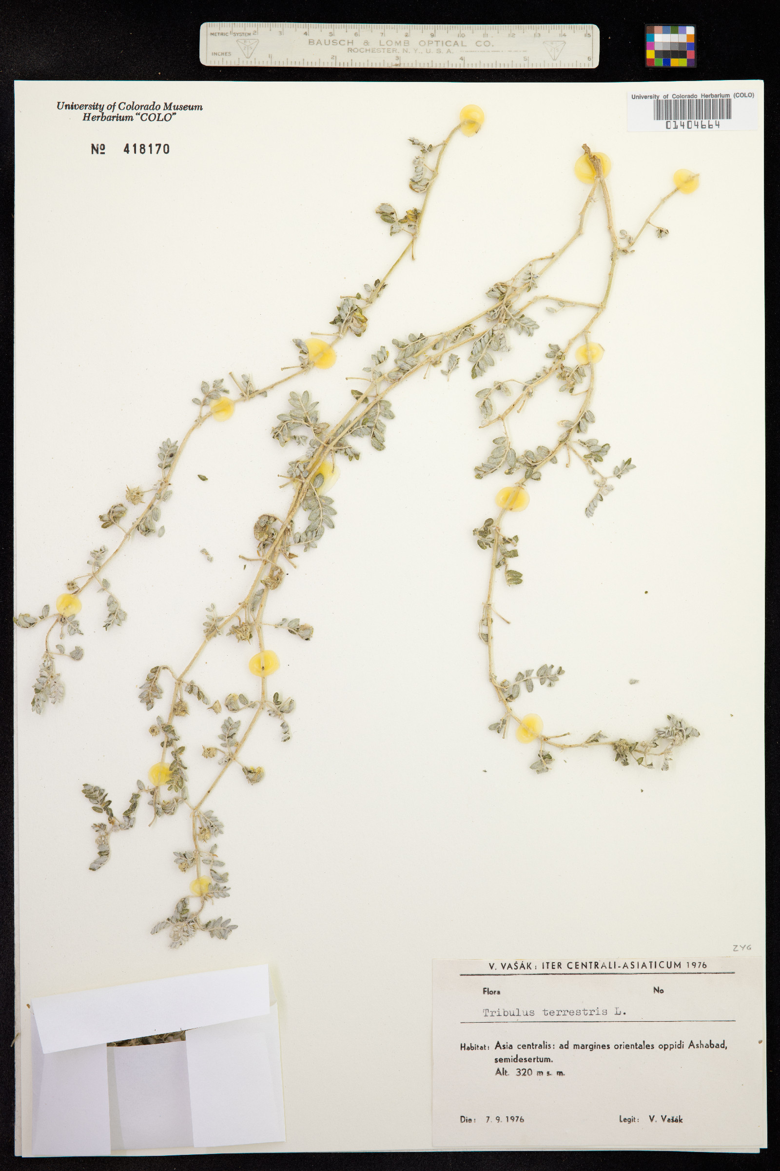 Tribulus terrestris image