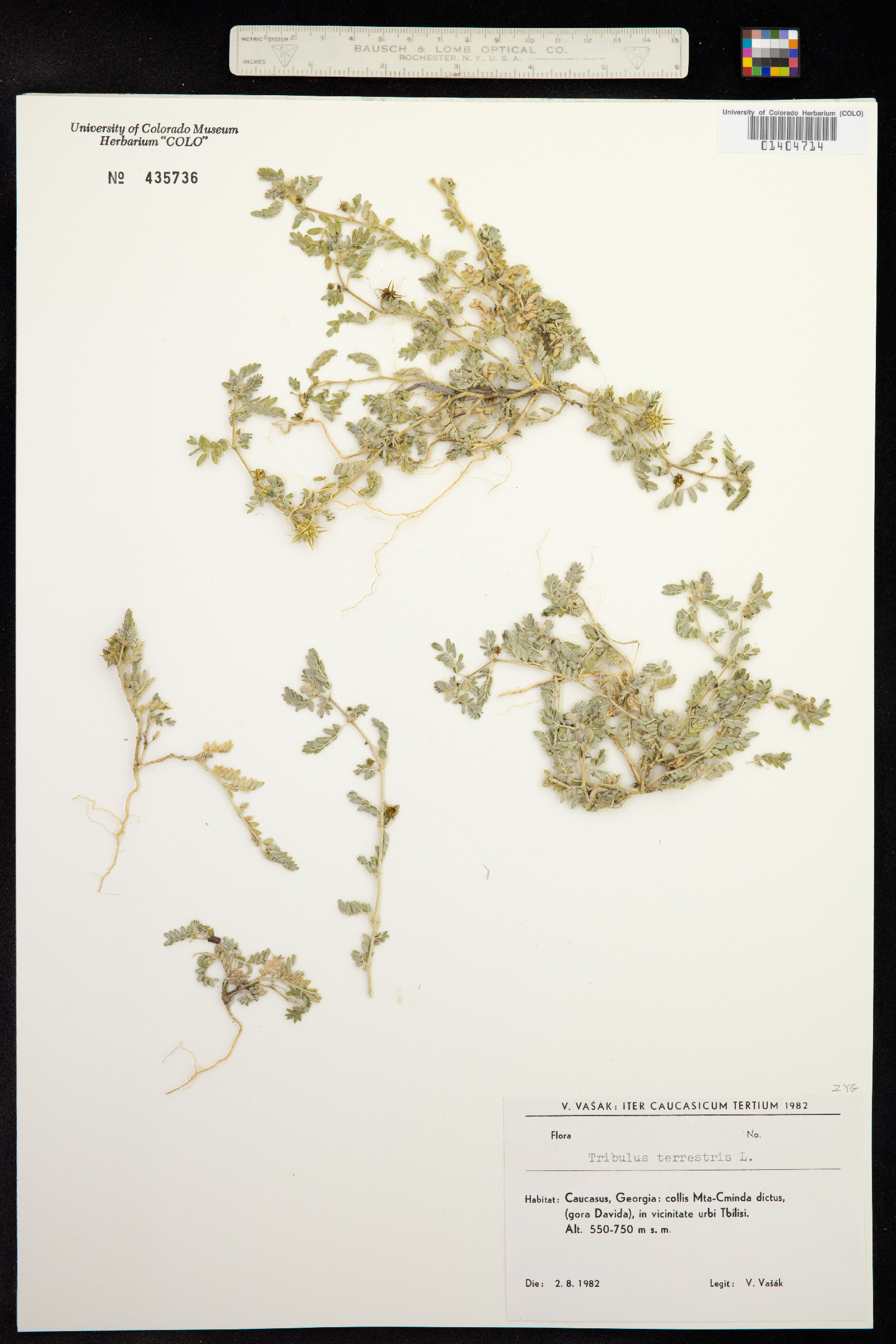 Tribulus terrestris image