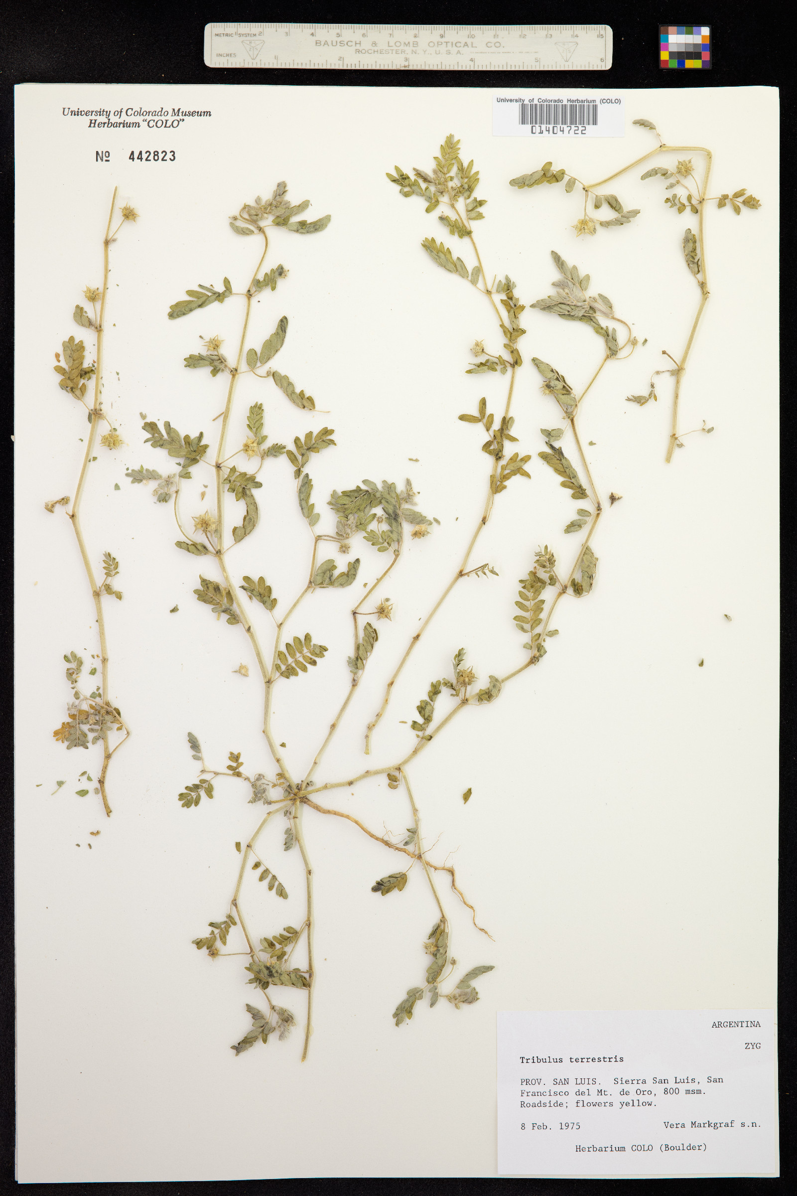 Tribulus terrestris image