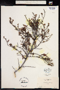 Ceanothus foliosus image