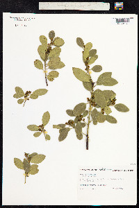 Rhamnus alaternus image