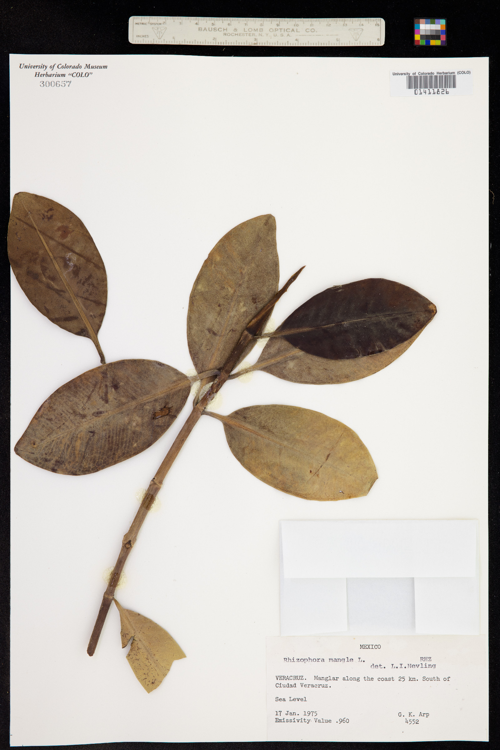 Rhizophoraceae image