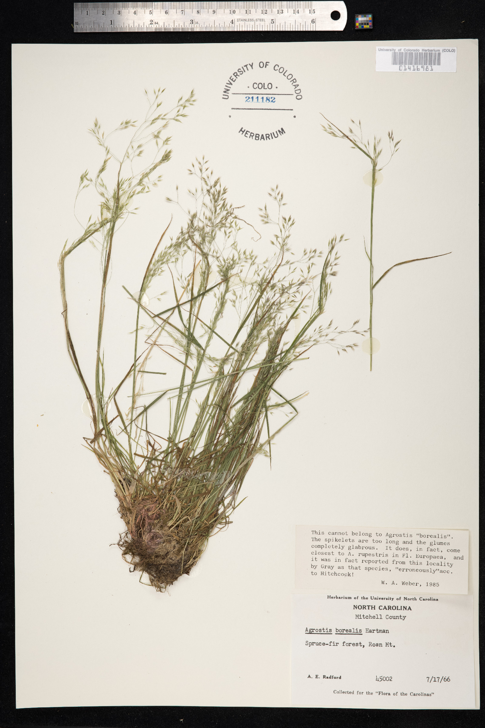 Agrostis mertensii image