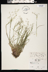 Agrostis mertensii image