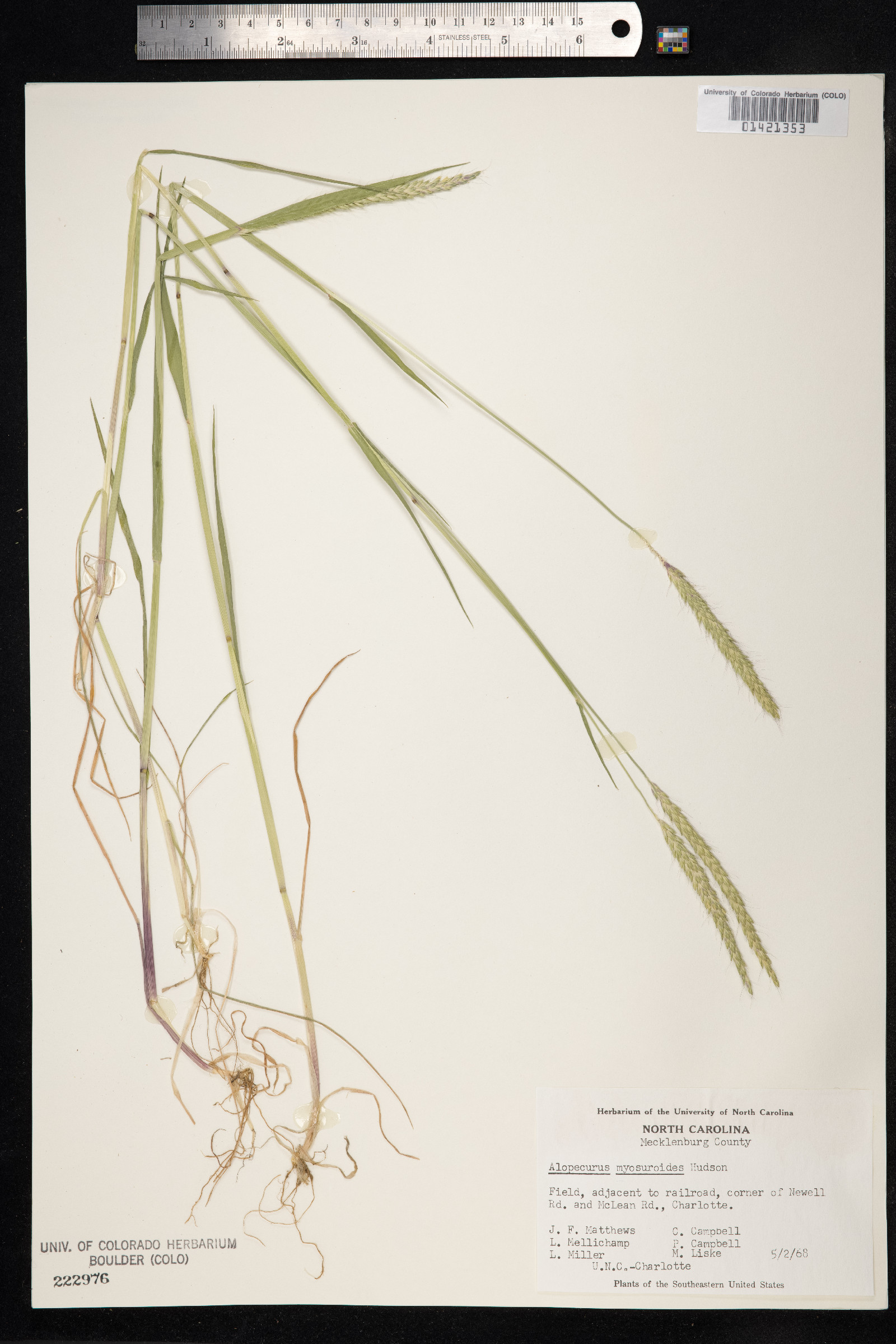 Alopecurus myosuroides image