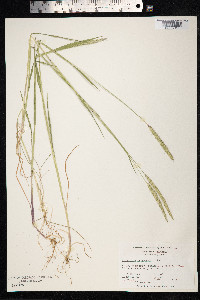 Alopecurus myosuroides image