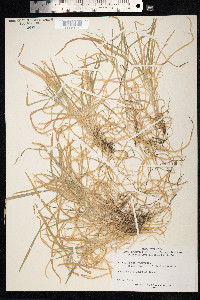 Bromus tectorum image
