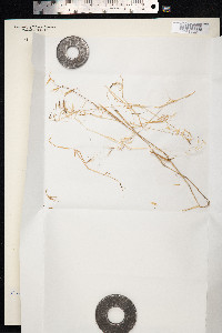 Bromus tectorum image