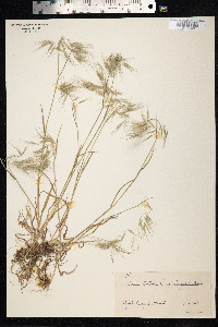 Bromus tectorum image