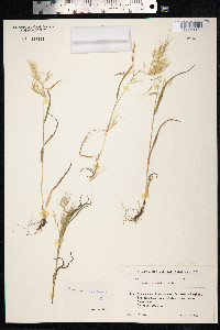 Bromus tectorum image