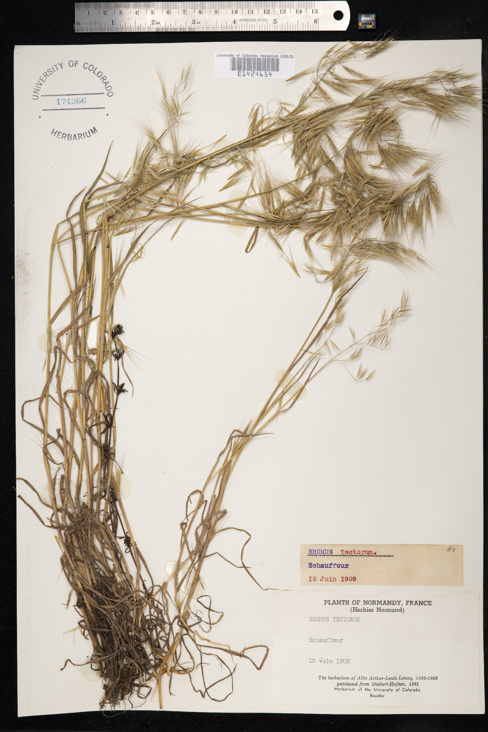 Bromus tectorum image