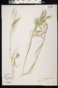 Bromus tectorum image