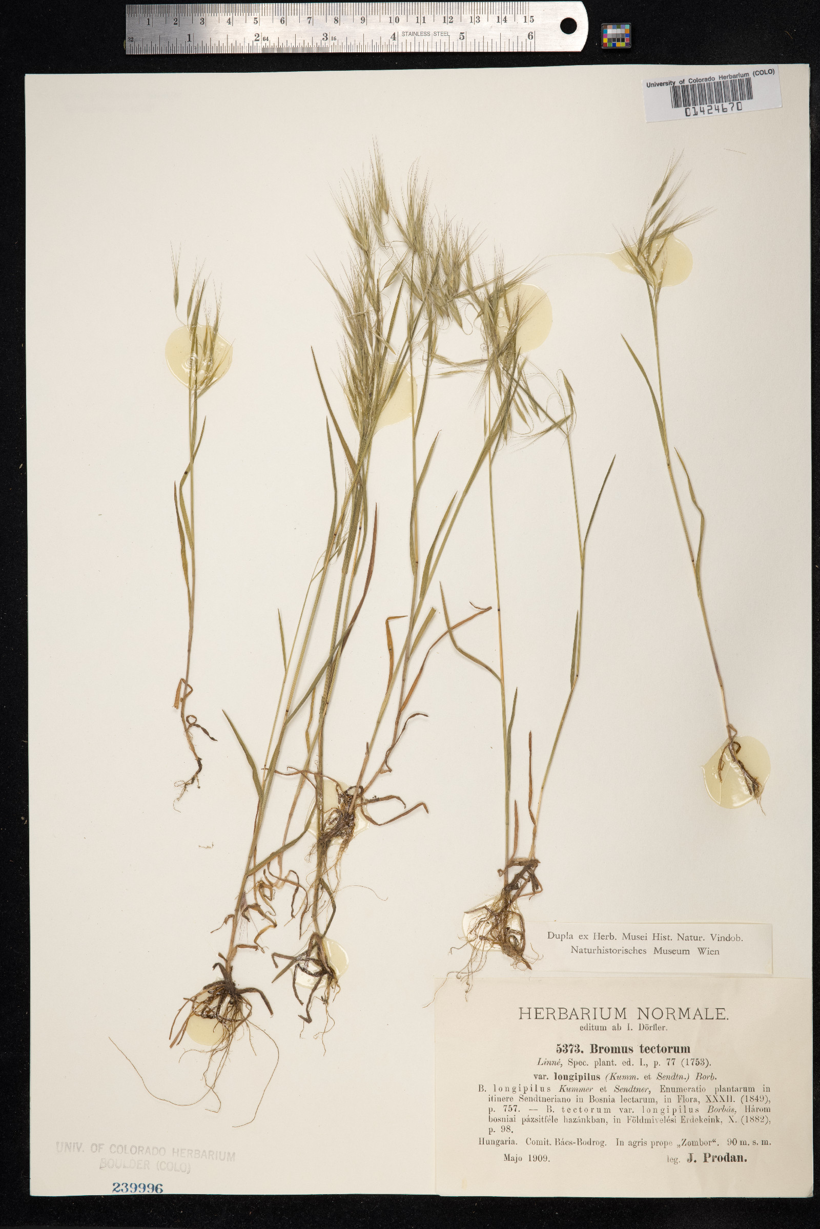 Bromus tectorum image