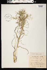 Bromus tectorum image