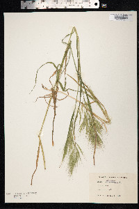 Bromus tectorum image